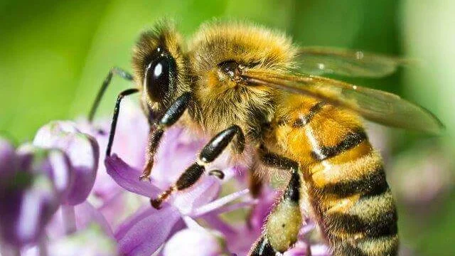 Čebela na cvetu, ki oprašuje.