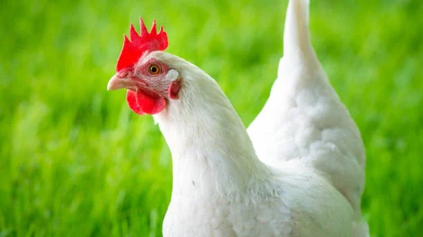 Prelepa kokoš na zelenem travniku v lepi beli in rdeči barvi.