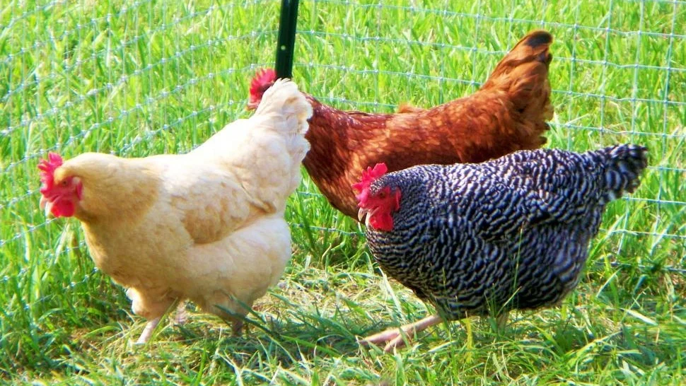 Tri kokoške na prelepem zelenem travniku.