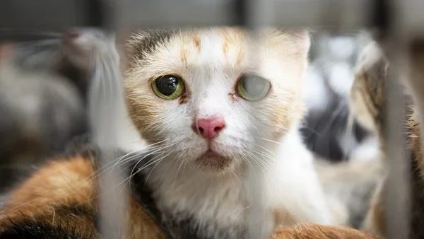 Žalosten maček v kletki izkazuje žalost.