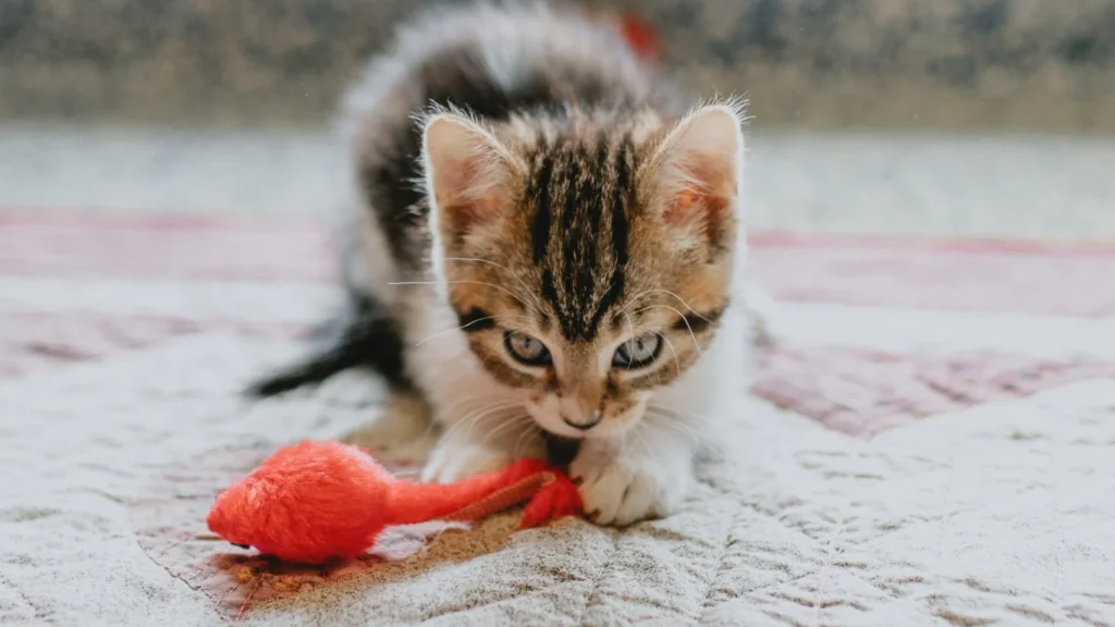 Mladiček maček, ki se igra z igračko.