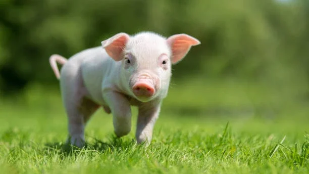 Mladič prašiček na zelenem travniku.