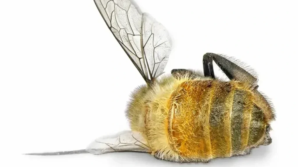Slika mrtve čebele na belem ozadju Mrtva čebela z belim ozadjem kot simbol pesticidov.