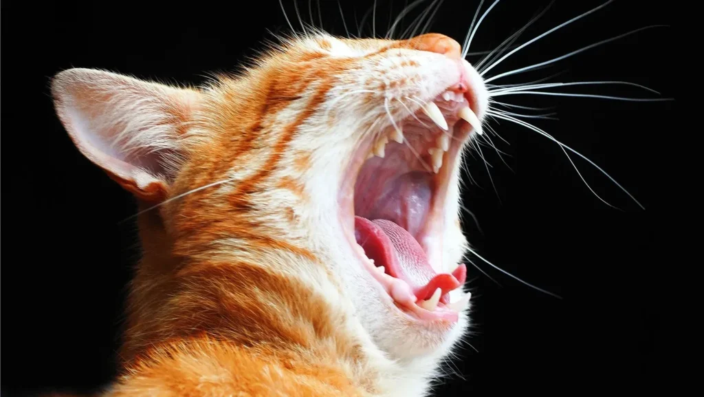 Oranžna mačka kaže svoje zdrave zobe Oranžna mačka kaže svoje zdrave zobe na črnem ozadju.