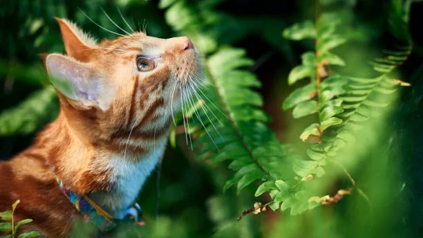 Oranžna mačka v gozdu Oranžna mačka v prelepem gozdnem okolju gleda zamišljeno.