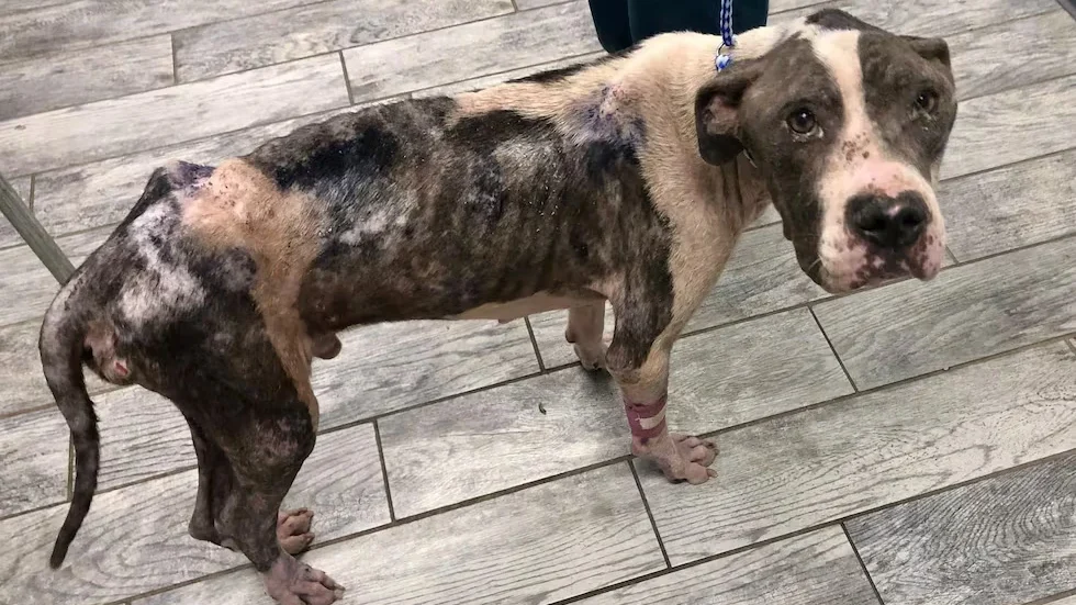 Pes kateri je utrpel hujše telesne poškodbe.