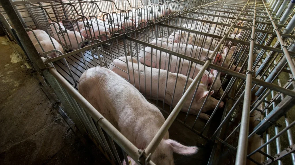 Prašički, ki trpijo v izjemno majhnih kletkah v industrijski namen.