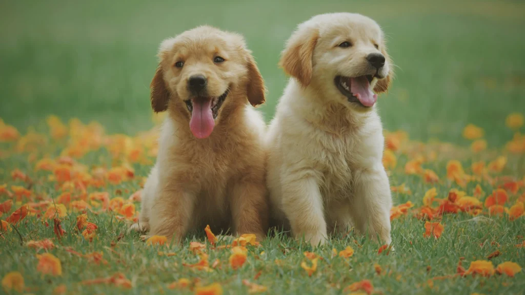 Dva psička na prelepem travniku z zameglenim ozadjem in pozitivno energijo.